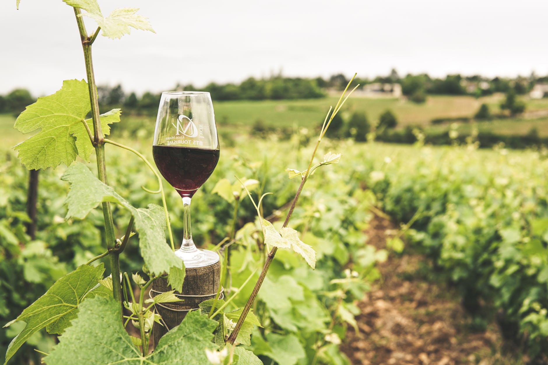 Wine tasting in Ontario's wine region of Norfolk County with Buzz Tour Co.