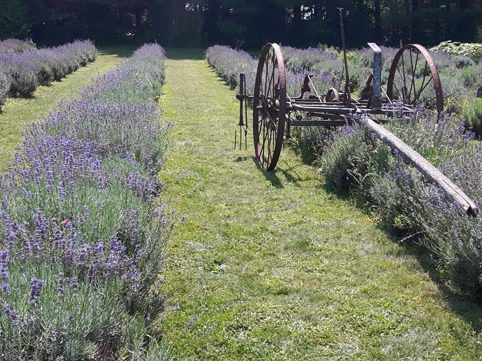 Visit The Lavender Farm  just outside of the small Town of Ayr, Ontario.  The perfect spot if you are planning a wedding.