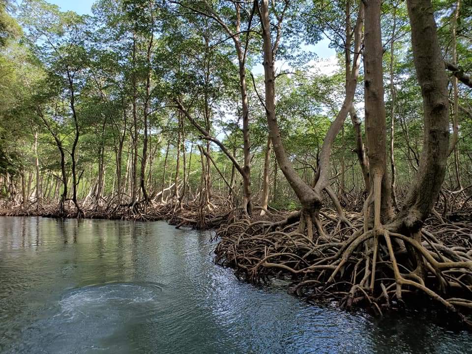 Visit mangroves and caves at Haitises National Park in the Dominican Republic
