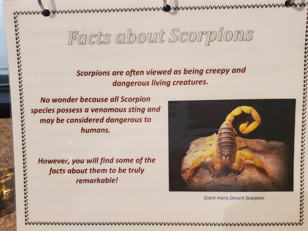Scorpions can also be found when hiking the Colorado Desert