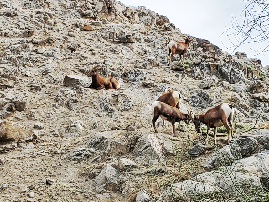Keep your eyes open for mountain goats when hiking in the Coachella Valley